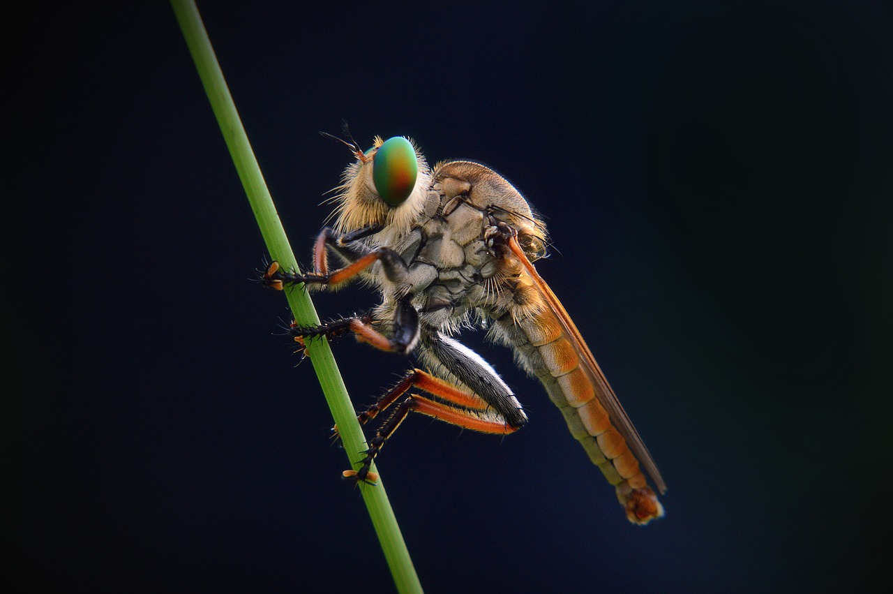 Makro, Plėšikas, Gyvūnas, Laukinė Gamta, Tamsi, Vabzdys, Gamta, Laukiniai, Plėšikas, Fauna