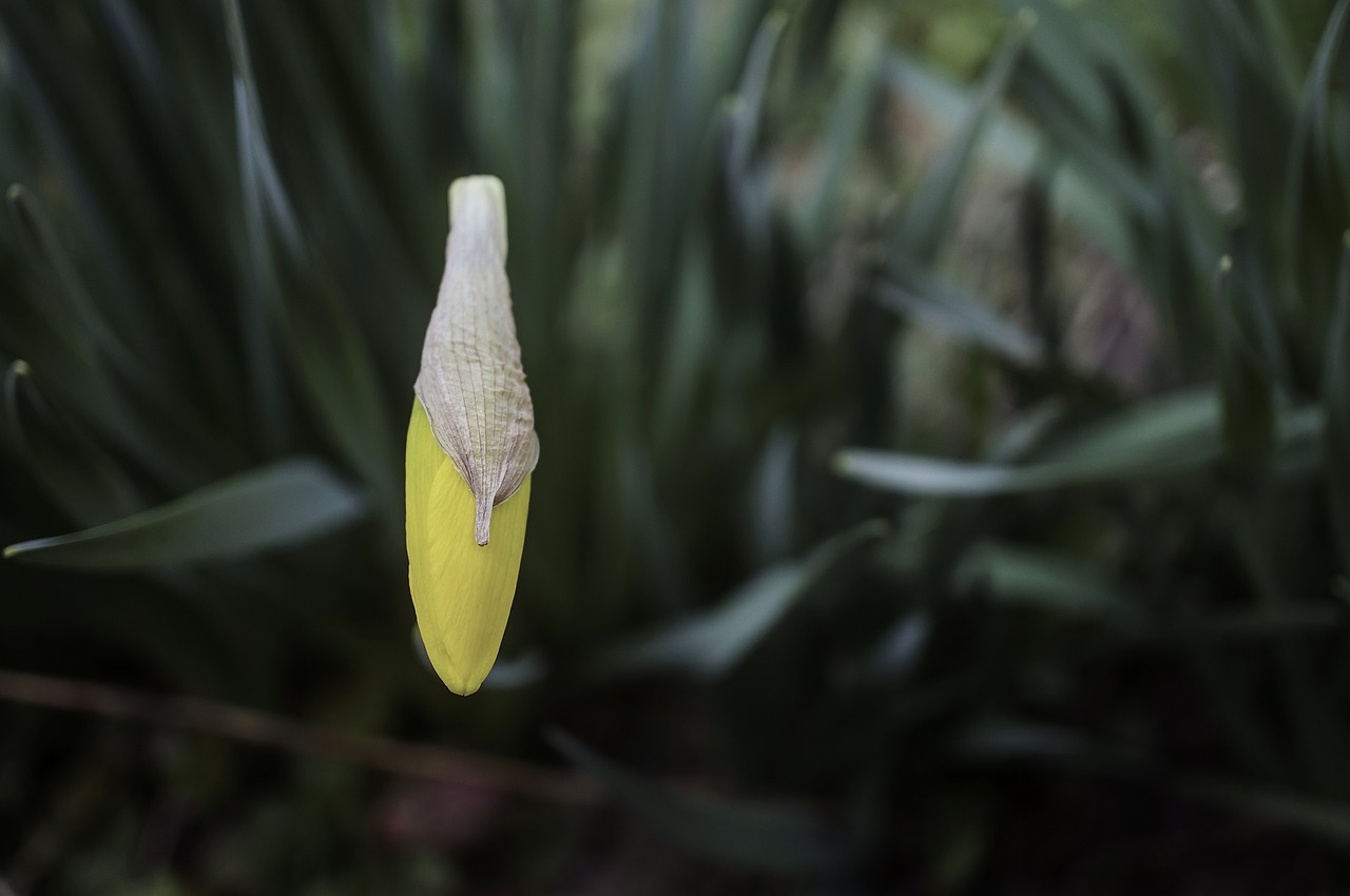 Makro, Gėlė, Daffodil, Augalas, Gamta, Nemokamos Nuotraukos,  Nemokama Licenzija