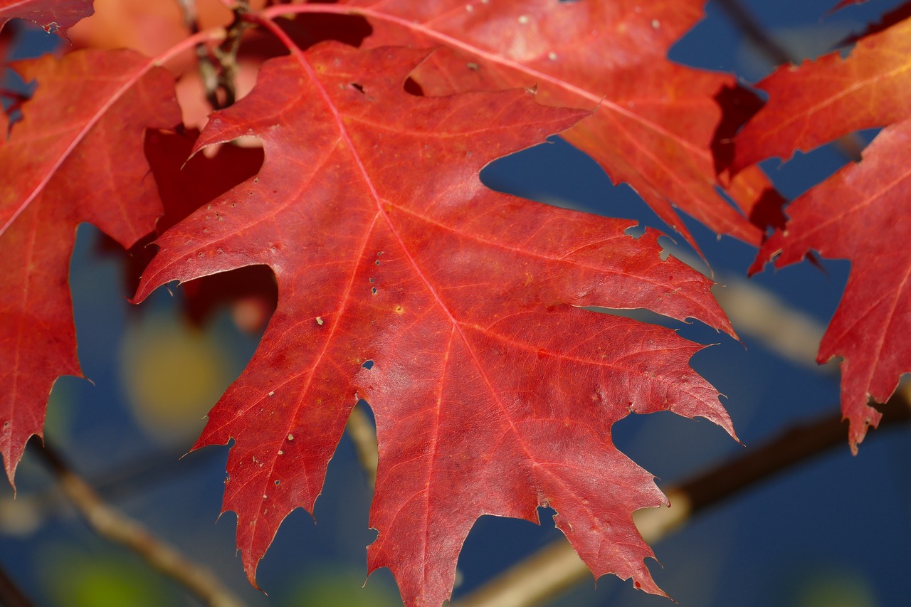 Makro, Rudens Lapas, Sėdi Ąžuolo, Rudens Spalvos, Lapai, Gamta, Lapai, Kritimo Lapija, Ruduo, Kritimo Spalva