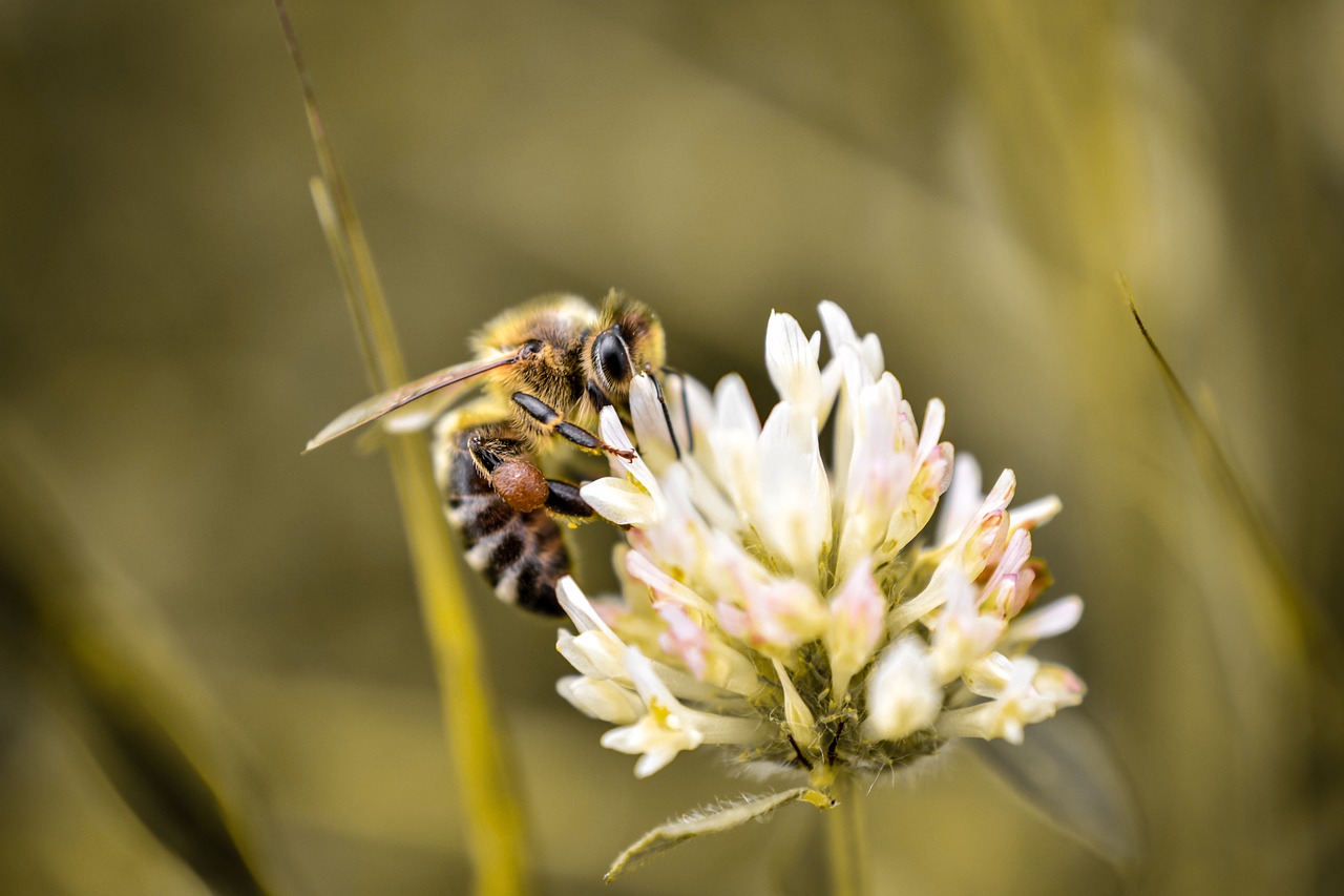 Makro, Vabzdys, Gamta, Skristi, Vasara, Fauna, Vienas, Nemokamos Nuotraukos,  Nemokama Licenzija