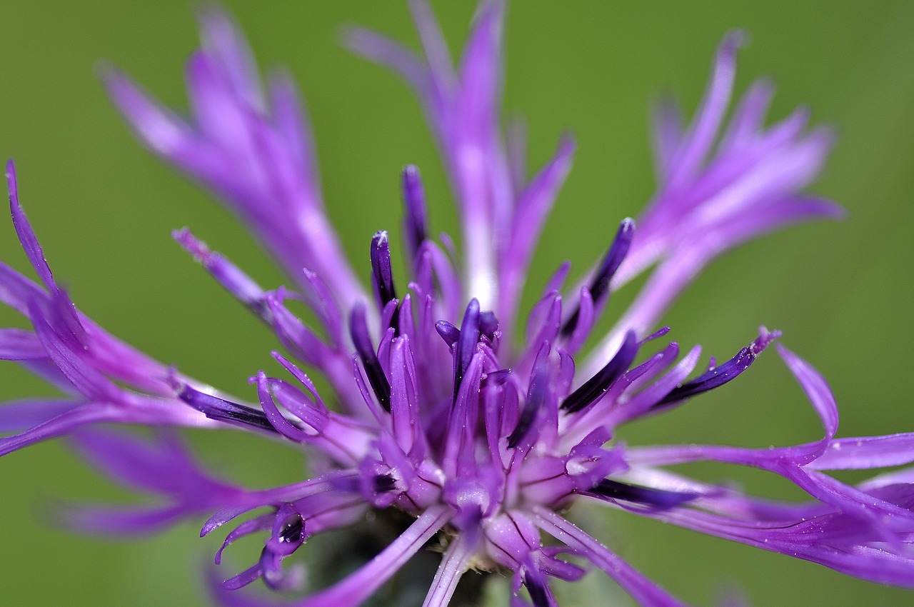 Rugiagėlė, Žiedas, Žydėti, Filigranas, Uždaryti, Gėlė Violetinė, Nemokamos Nuotraukos,  Nemokama Licenzija