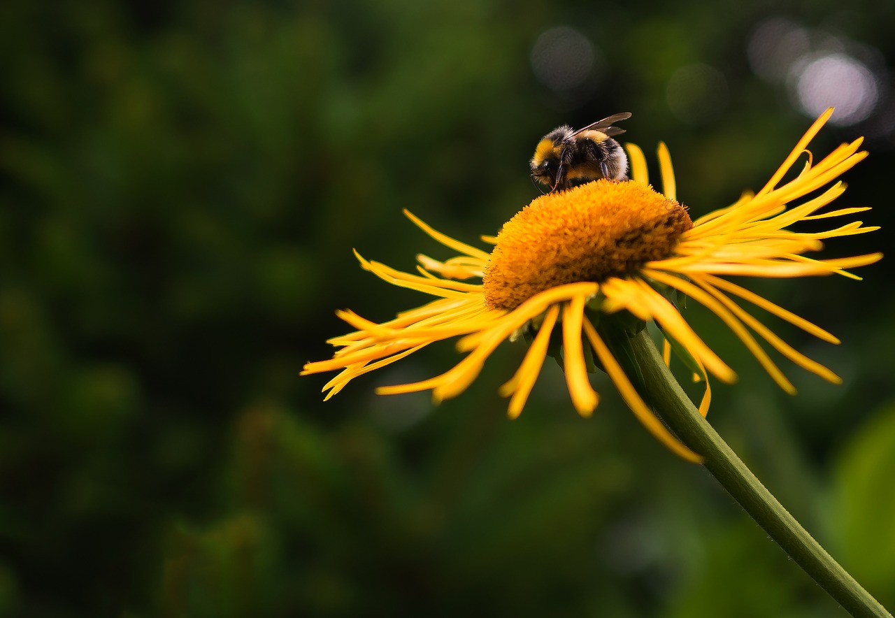 Makro, Hummel, Žiedas, Žydėti, Uždaryti, Gamta, Gėlė, Vasara, Apdulkinimas, Įrašymas