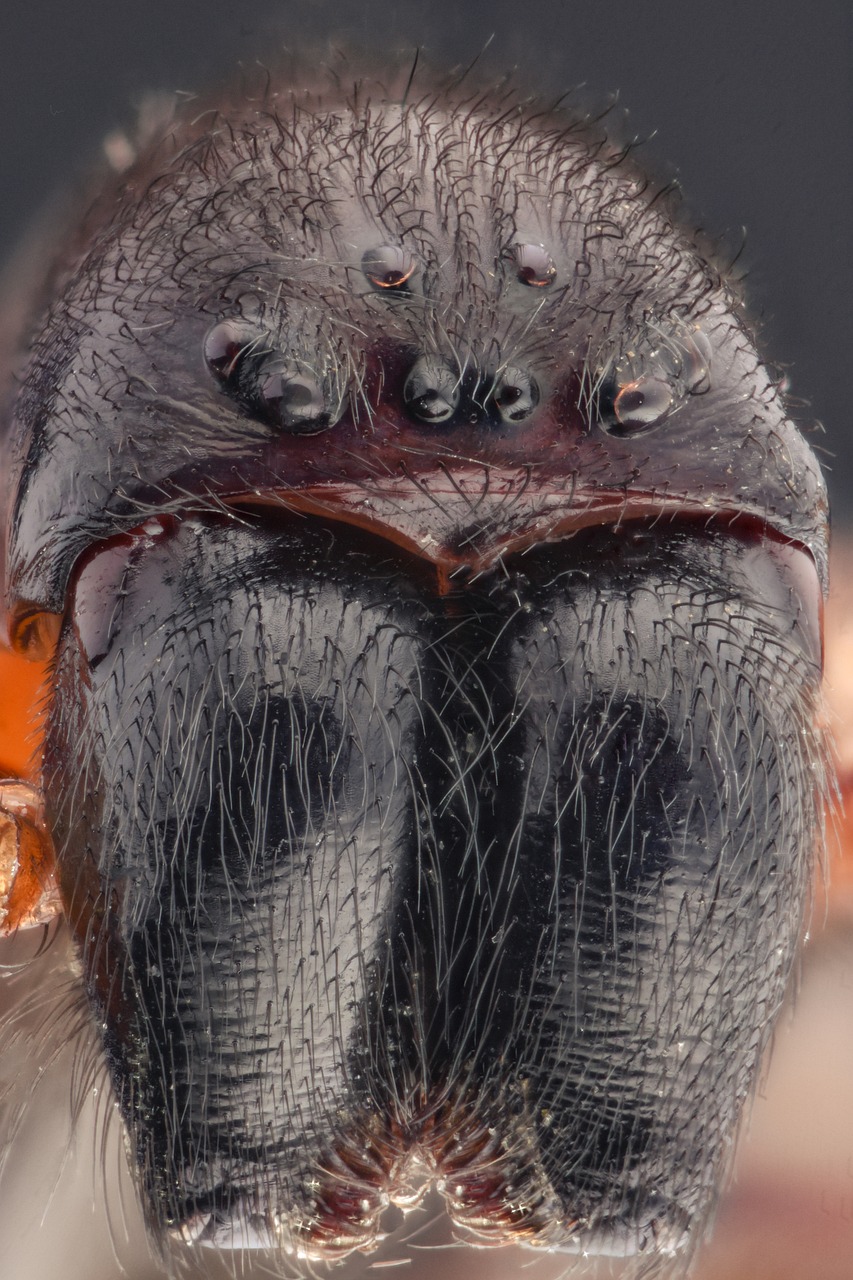 Makro, Voras, Akys, Gyvūnas, Sodas, Žalias, Laukinė Gamta, Gamta, Vabzdys, Arachnid