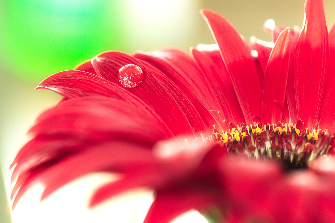 Makro, Gėlė, Lašelinė, Klestėjo, Raudona, Bokeh, Gerbera, Nemokamos Nuotraukos,  Nemokama Licenzija