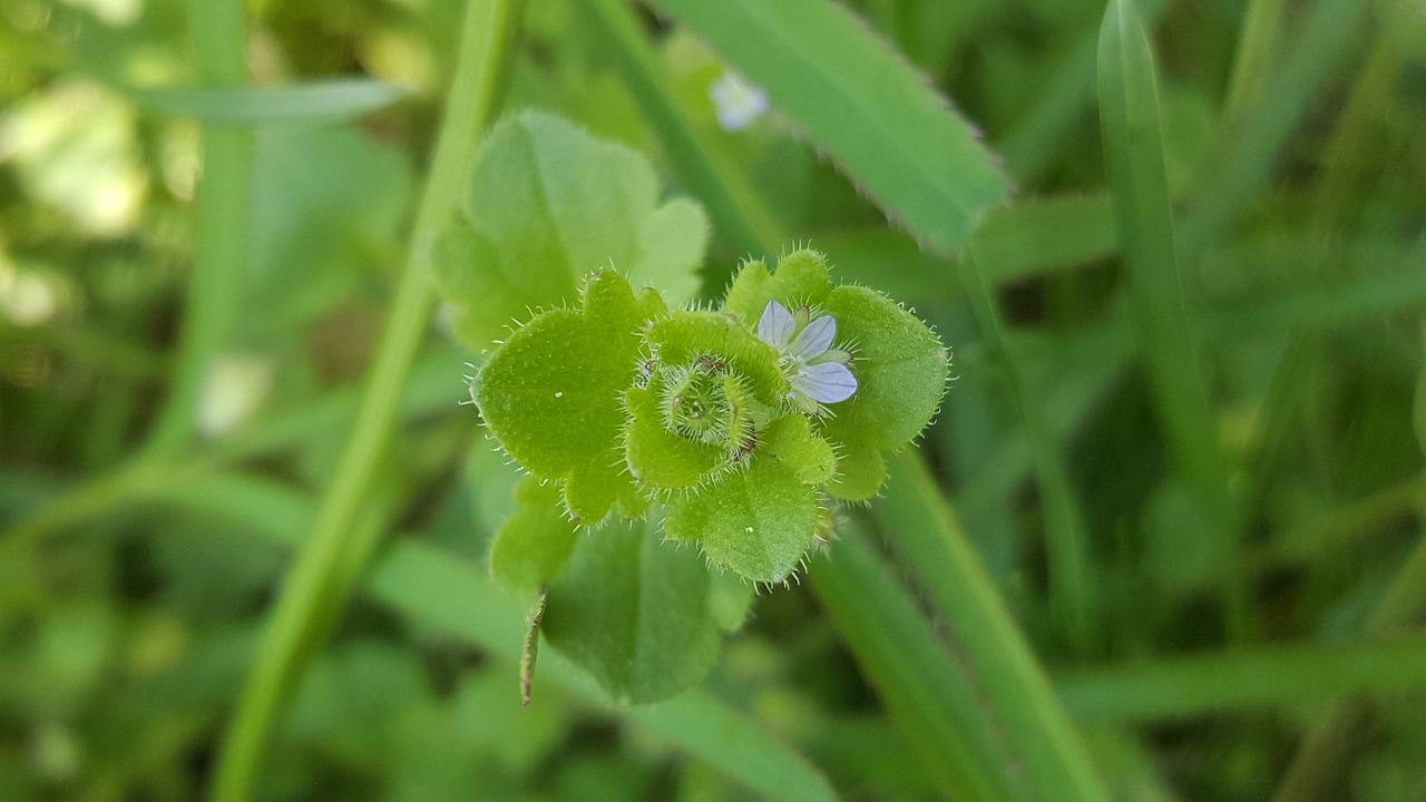 Makro, Augalas, Piktžolių, Žiedas, Žydėti, Gamta, Gėlė, Uždaryti, Žalias, Žolė