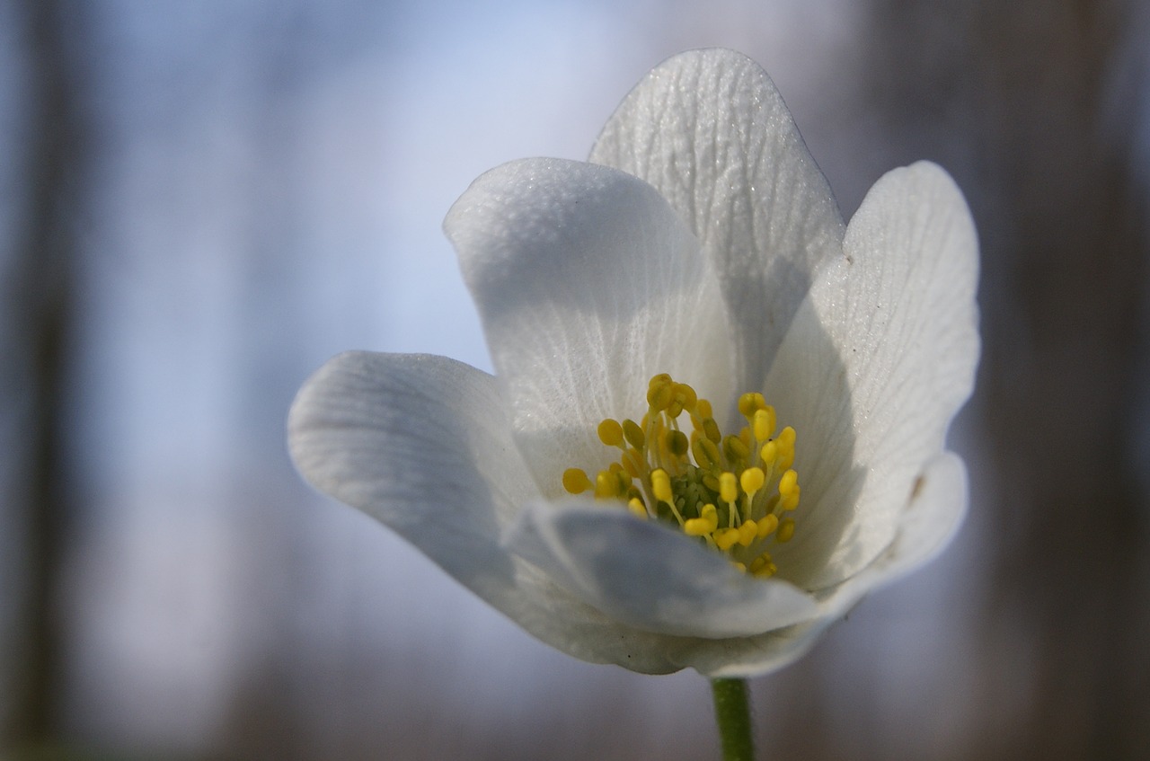 Makro, Gėlė, Iš Arti, Anemonis, Geltona, Grietinėlė, Gamta, Geltona Gėlė, Augalas, Nemokamos Nuotraukos