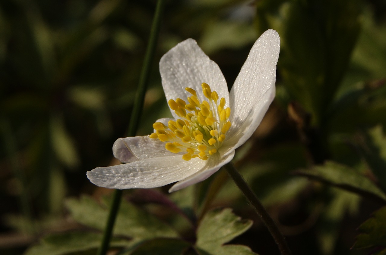 Makro, Anemonis, Ca, Vasara, Delikatesas, Gėlė, Gėlės, Ornamentas, Geltona, Iš Arti