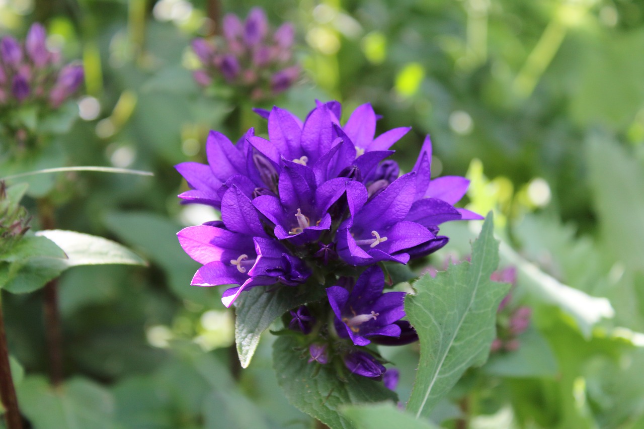 Makro, Violetinė, Gėlė, Purpurinė Gėlė, Žydi, Violetinės Gėlės, Sodas, Nemokamos Nuotraukos,  Nemokama Licenzija