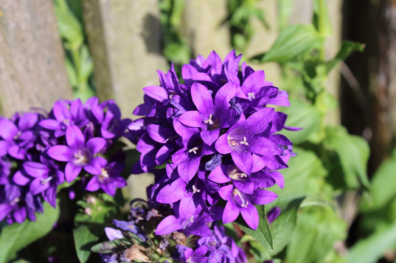 Makro, Violetinė, Gėlė, Purpurinė Gėlė, Žydi, Violetinės Gėlės, Sodas, Nemokamos Nuotraukos,  Nemokama Licenzija