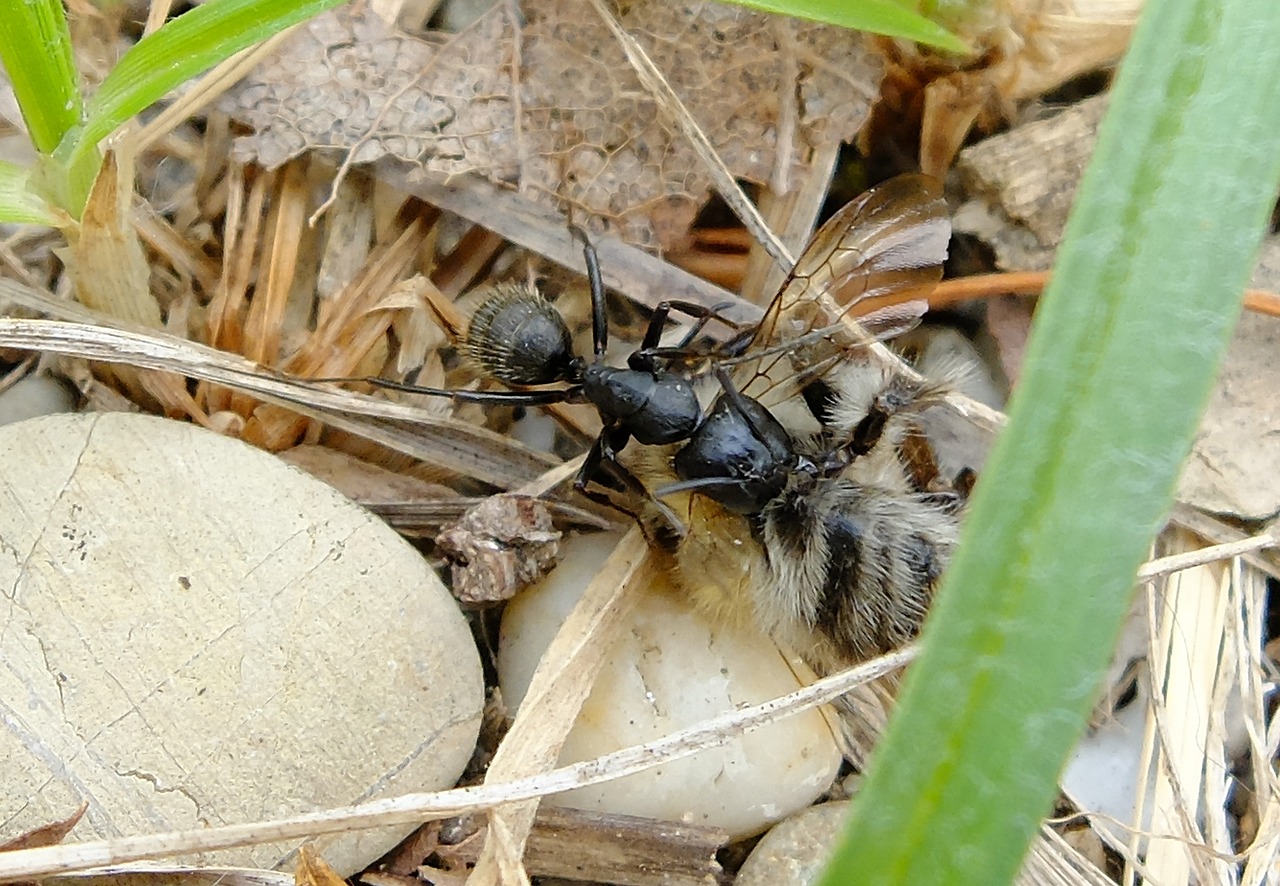 Makro, Super Makro, Ant, Bičių, Vabzdys, Skruzdėlė Vilkia Bičių, Gamta, Nemokamos Nuotraukos,  Nemokama Licenzija