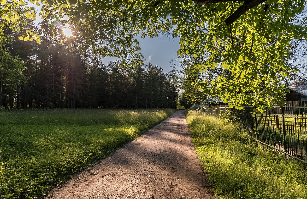 Makro, Gražus, Žolė, Saulė, Vaikščioti, Nuotaika, Otlichnyiy, Rusija, Gatchina, Vasara