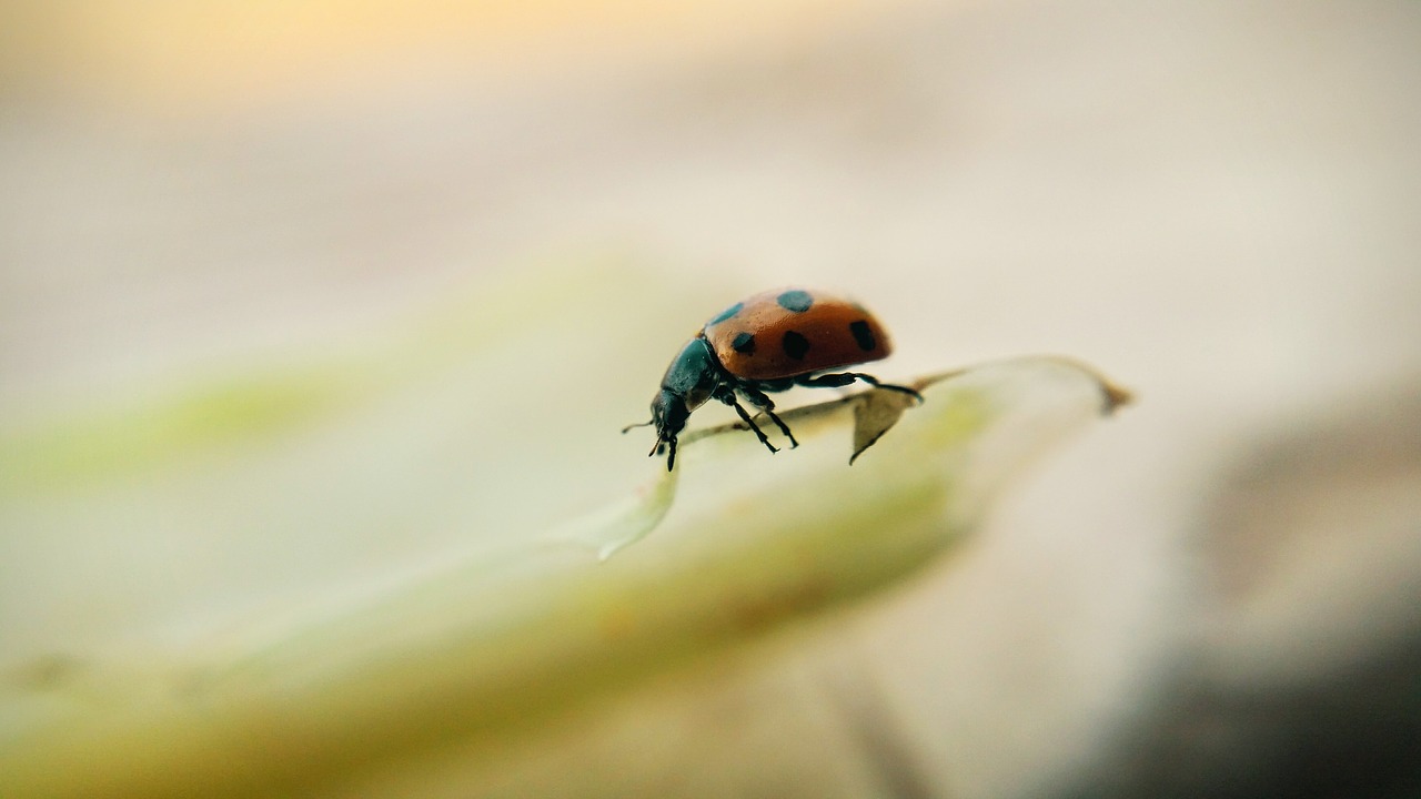 Makro, Vabzdys, Naturle, Nemokamos Nuotraukos,  Nemokama Licenzija