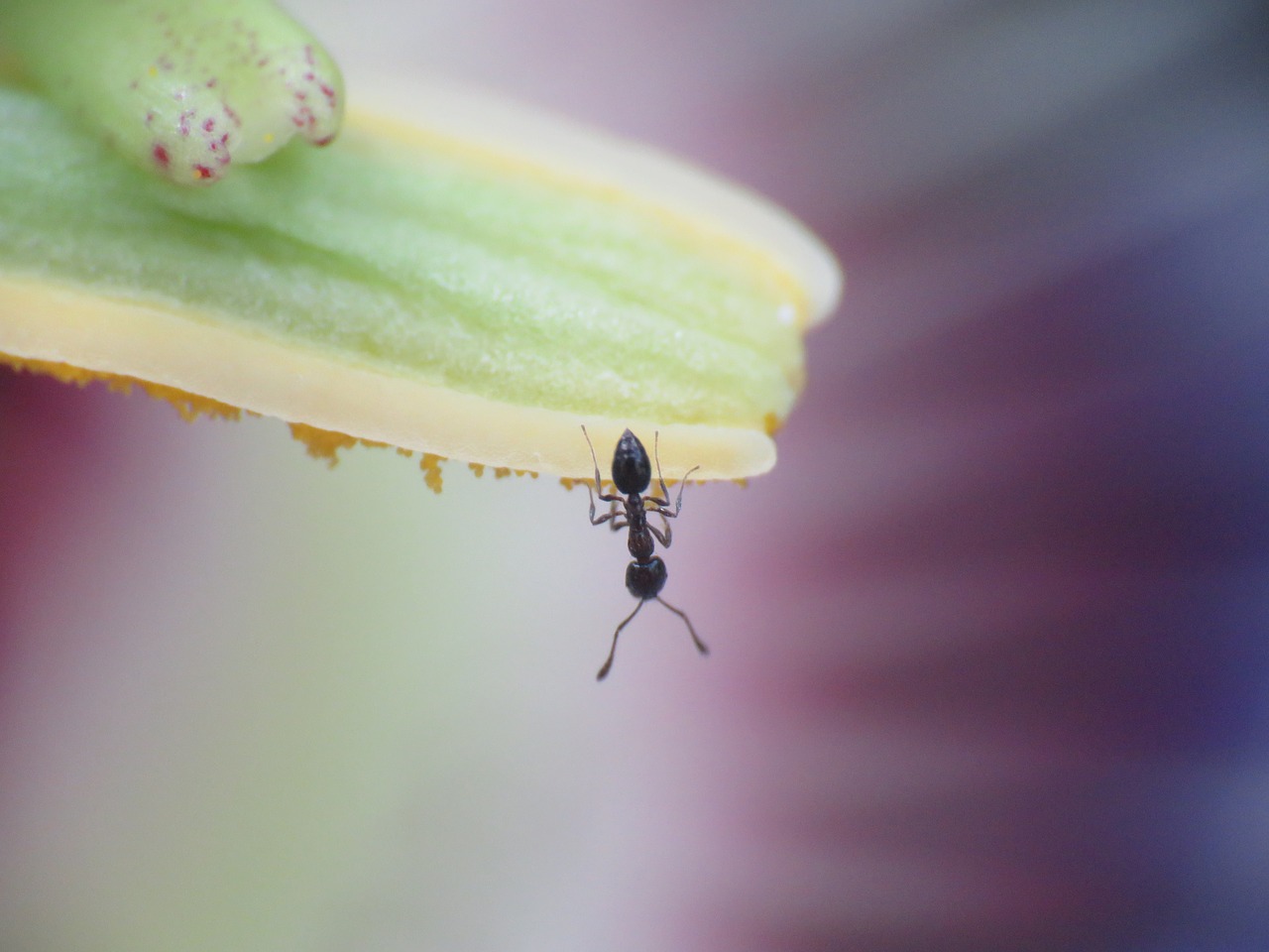 Makro, Mažas, Ant, Gėlė, Aistra Gėlė, Laukinė Gamta, Nemokamos Nuotraukos,  Nemokama Licenzija