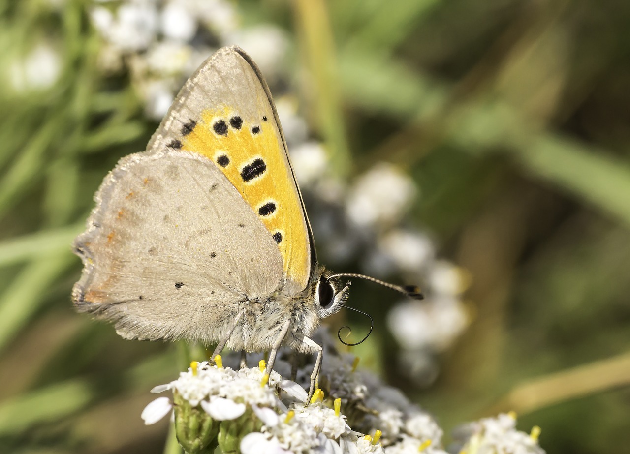 Makro, Vabzdys, Drugelis, Nemokamos Nuotraukos,  Nemokama Licenzija