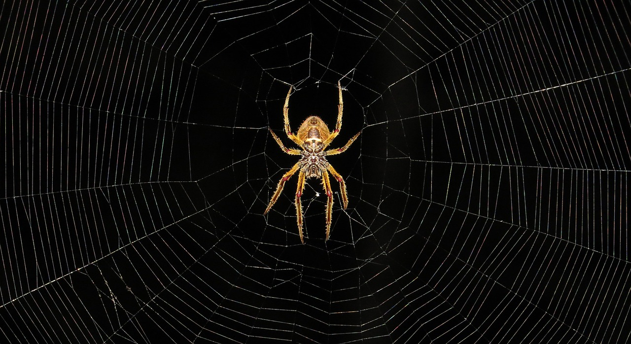 Makro, Vabzdys, Arachnid, Kolumbija, Nemokamos Nuotraukos,  Nemokama Licenzija