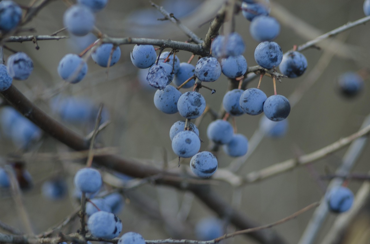 Makro, Posūkis, Uogos, Ruduo, Žiema, Filialas, Mėlynas, Gamta, Makrofotografija, Nemokamos Nuotraukos