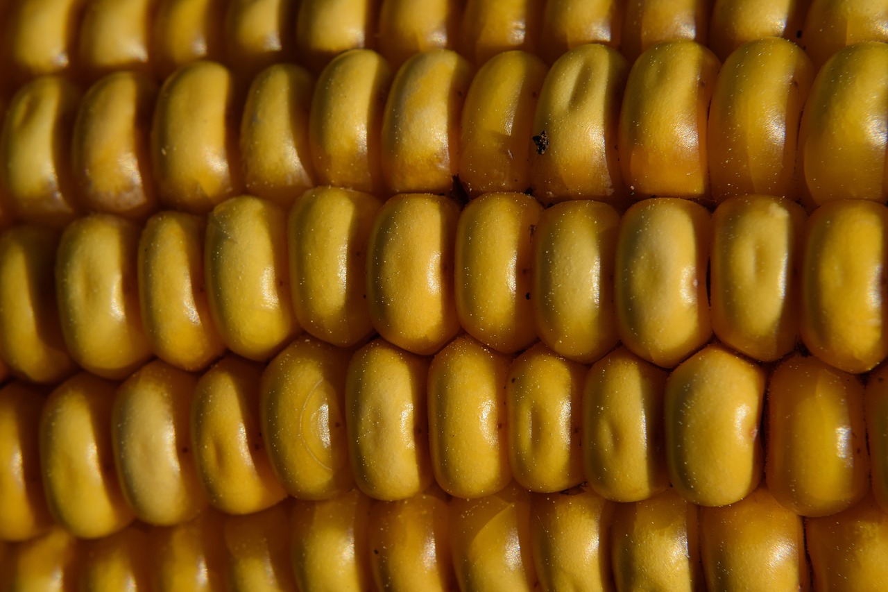 Makro,  Kukurūzų Burbuolės,  Kukurūzų,  Maisto,  Laukas,  Ruduo,  Pobūdį,  Saulės Šviesa,  Pavasaris,  Geltona