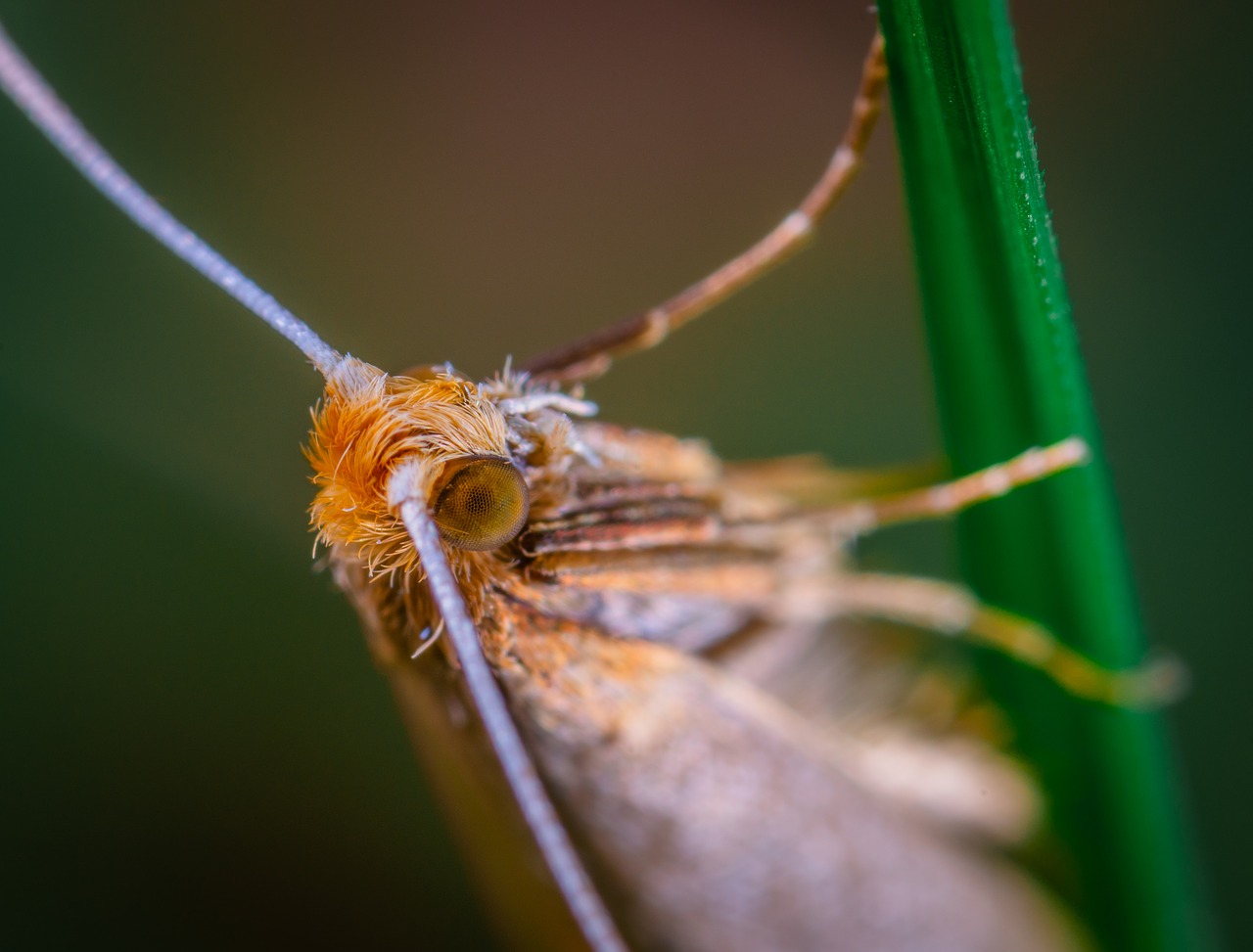 Makro,  Vabzdys,  Mol,  Lepidoptera, Nemokamos Nuotraukos,  Nemokama Licenzija