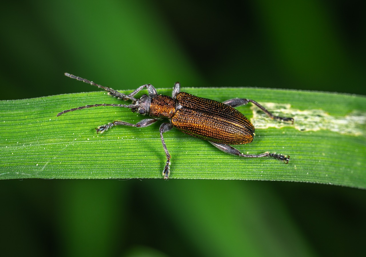 Makro,  Vabaliukas,  Coleoptera,  Vabzdys,  Ašmenys Žolės,  Nuskaitymo, Nemokamos Nuotraukos,  Nemokama Licenzija