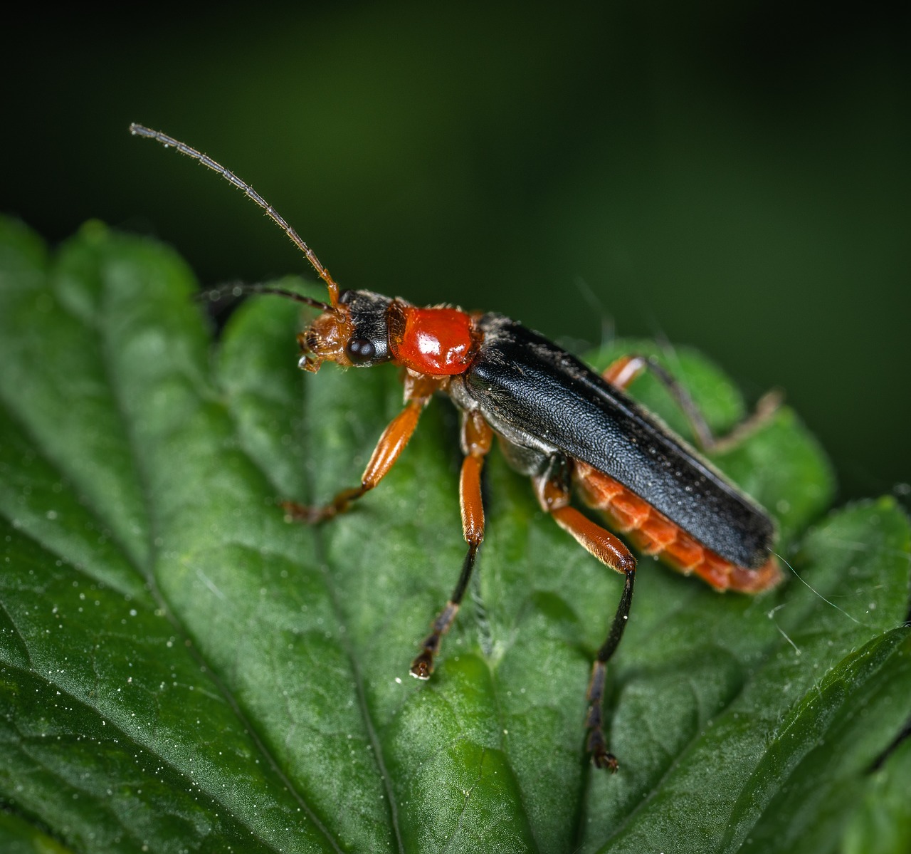 Makro,  Vabaliukas,  Vabaliukas Gaisrininkas,  Mâgkotelka,  Lapas,  Bespozvonochnoe,  Antenos,  Vabzdys, Nemokamos Nuotraukos,  Nemokama Licenzija