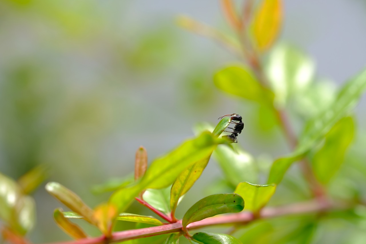 Makro,  Roplys,  Gyvūnijos,  Lacertaagilis,  Driežas,  Vabzdys,  Damselfly,  Macrophotography,  Skruzdė, Nemokamos Nuotraukos