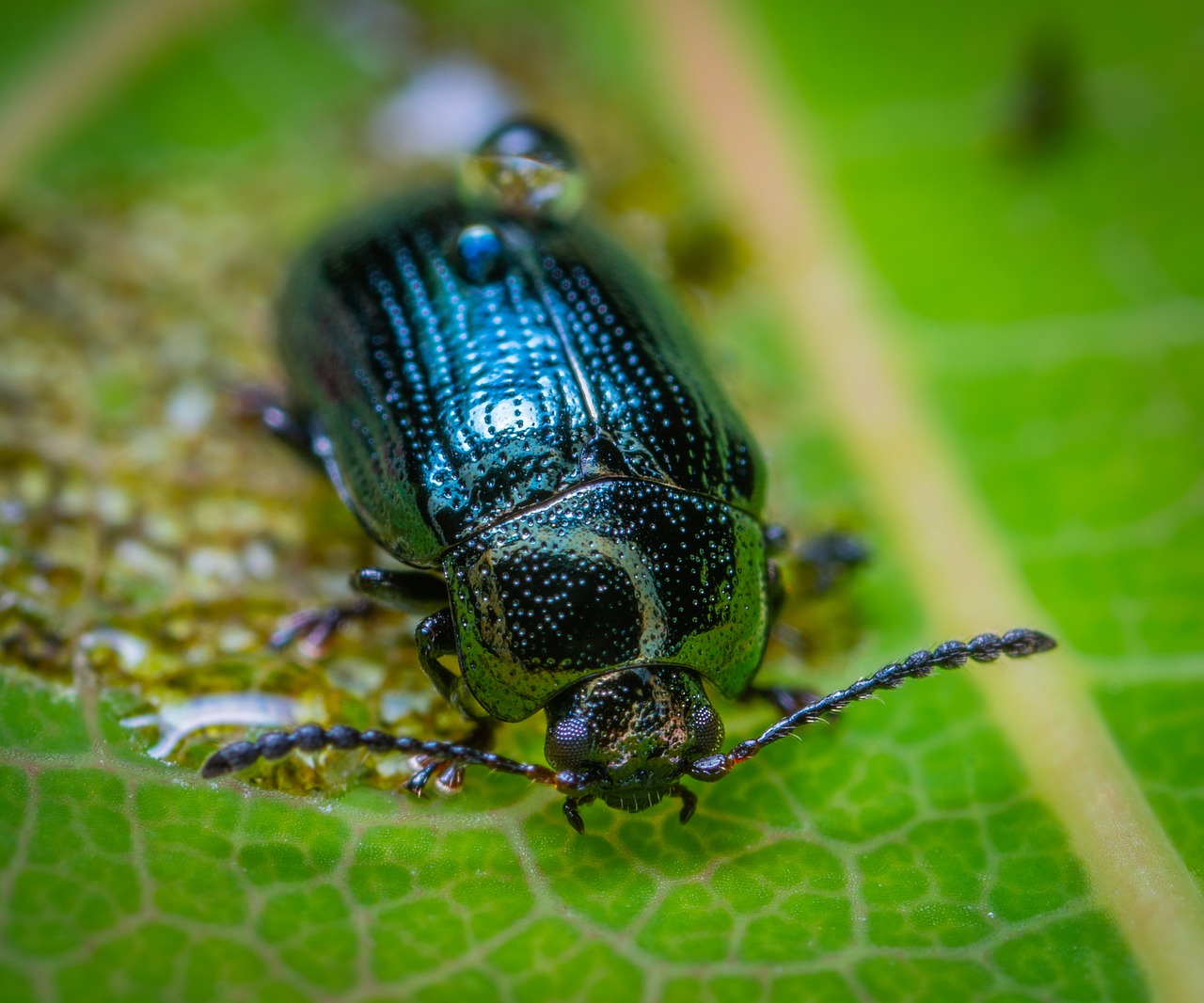 Makro,  Vabzdys,  Bespozvonochnoe,  Vabaliukas,  Coleoptera,  Lapas, Nemokamos Nuotraukos,  Nemokama Licenzija