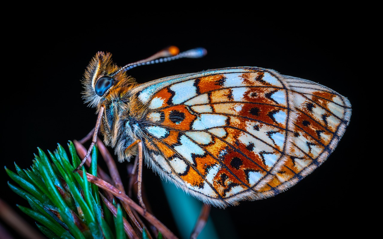 Makro,  Vabzdys,  Bespozvonochnoe,  Lepidoptera,  Drugelis,  Metalmark, Nemokamos Nuotraukos,  Nemokama Licenzija