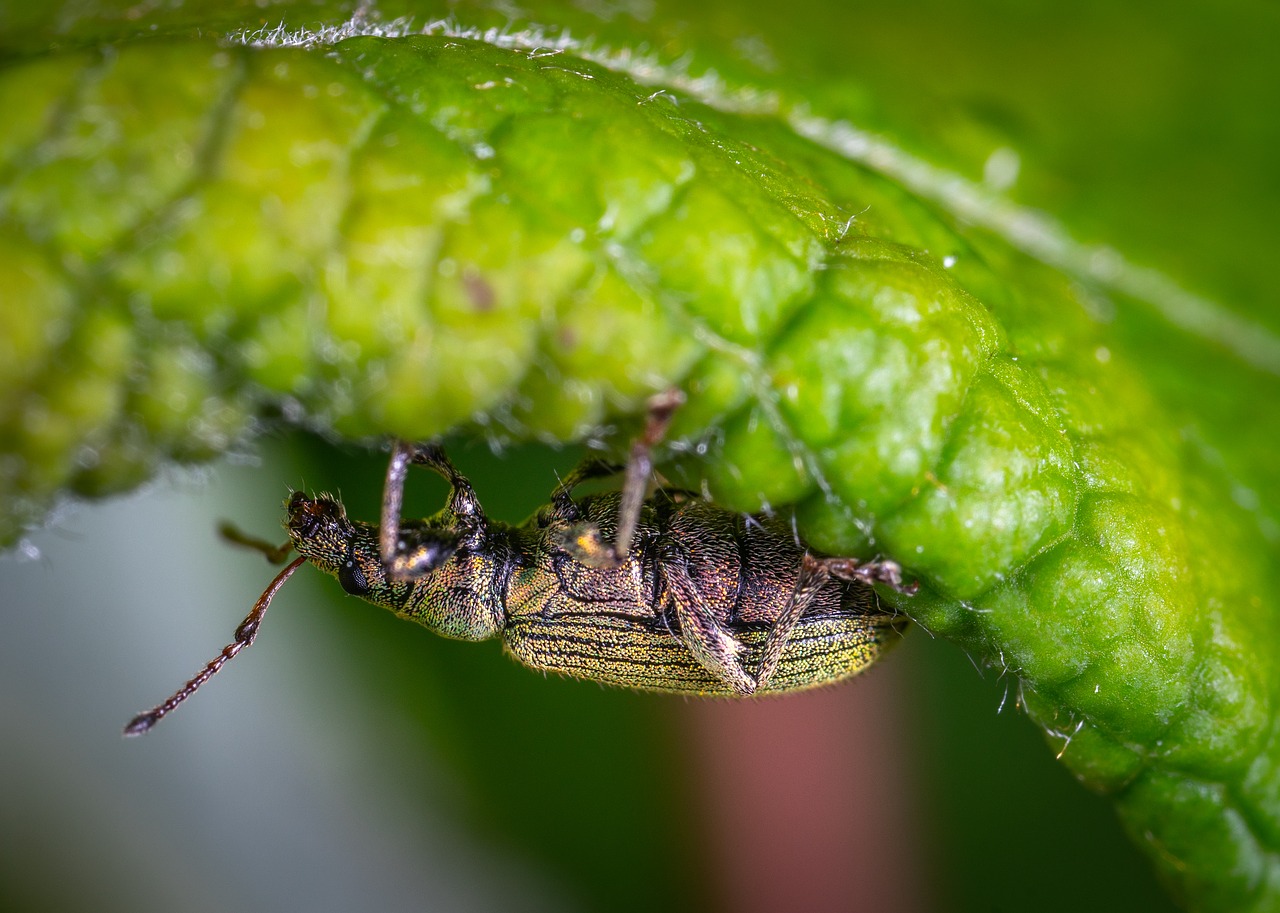 Makro,  Vabzdys,  Bespozvonochnoe,  Vabaliukas,  Straubliukas,  Coleoptera, Nemokamos Nuotraukos,  Nemokama Licenzija