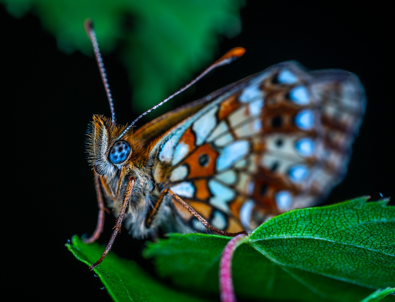 Makro,  Vabzdys,  Bespozvonochnoe,  Lepidoptera,  Drugelis,  Metalmark, Nemokamos Nuotraukos,  Nemokama Licenzija