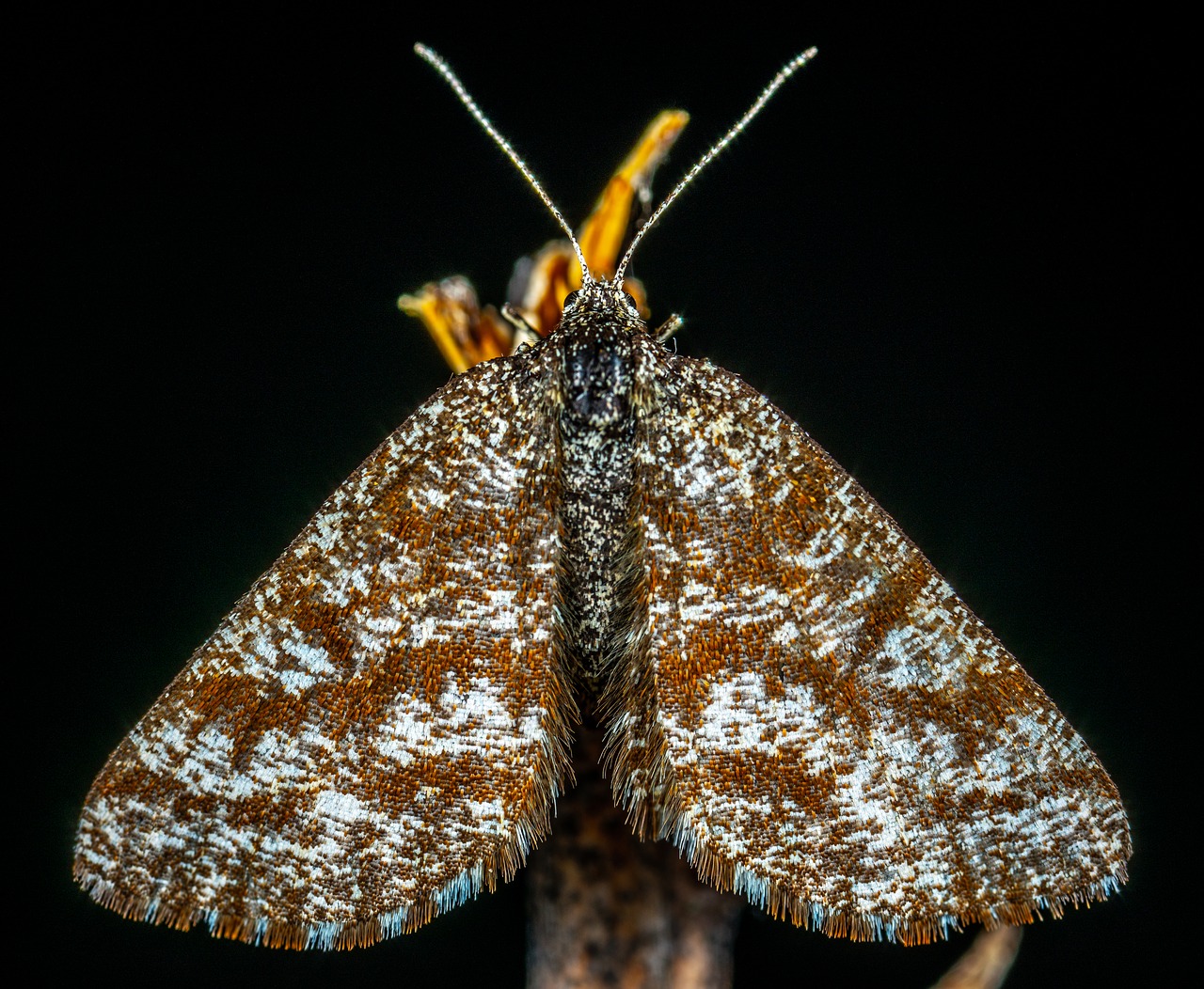 Makro,  Insest,  Bestuburis,  Drugiai Lepidoptera,  Drugys, Nemokamos Nuotraukos,  Nemokama Licenzija