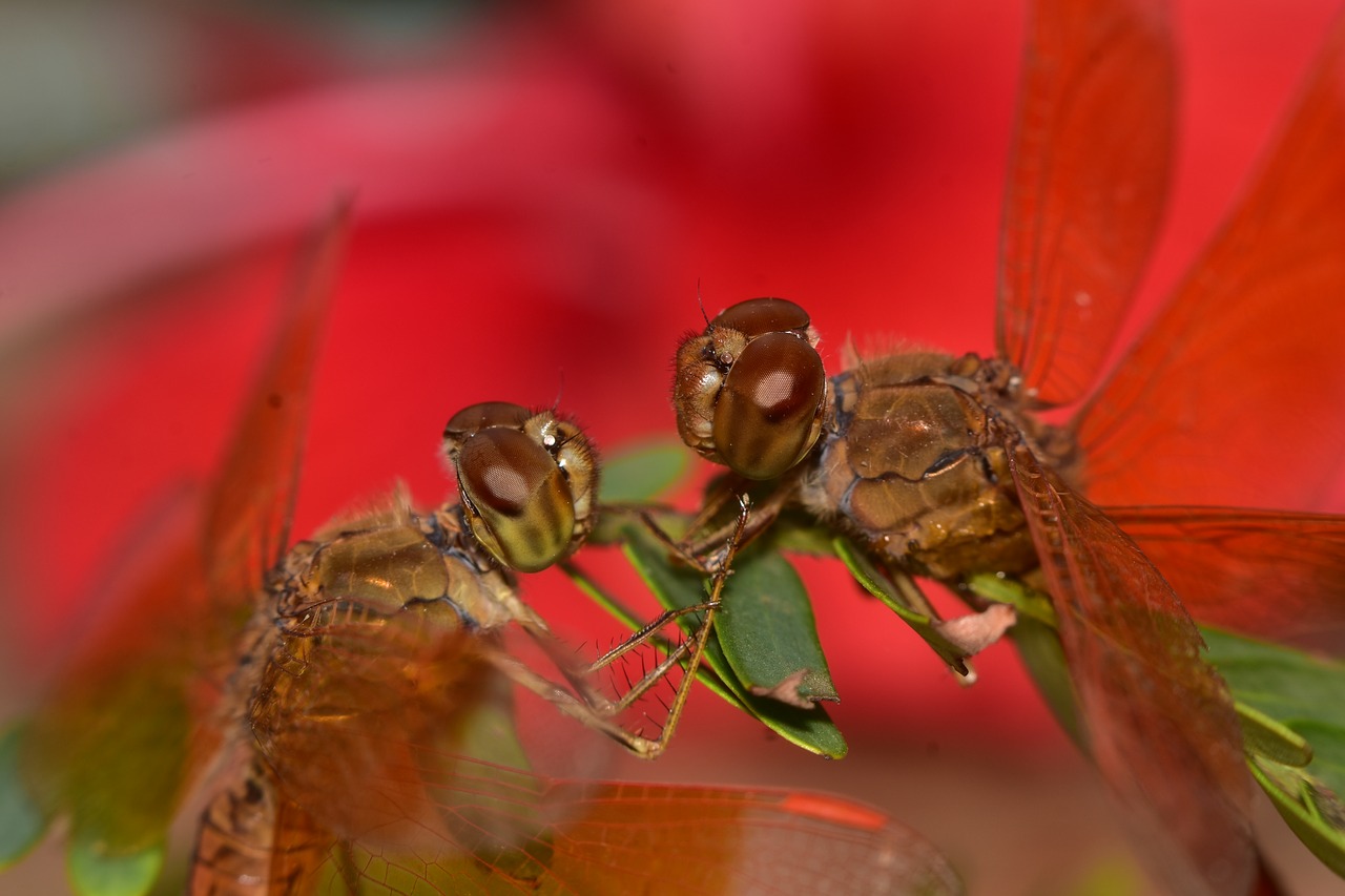 Индийские мухи. Романтика насекомых. Стрекоза картинка. Индийская Муха. Красная букашка.