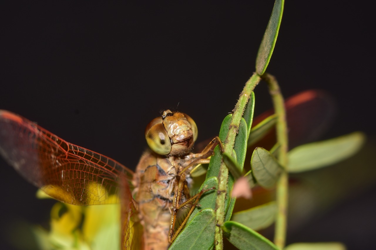 Makro,  Indijos,  Dragonfly,  Iš Arti,  Akių,  Gyvūnijos,  Vabzdžiai,  Oranžinės Sparnus, Nemokamos Nuotraukos,  Nemokama Licenzija