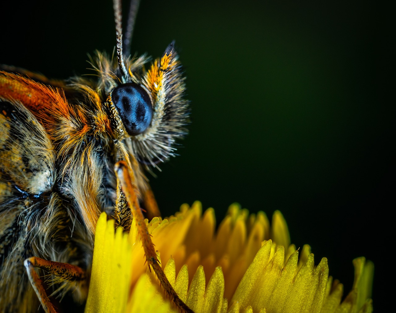 Makro,  Vabzdys,  Drugelis,  Lepidoptera,  Bespozvonochnoe,  Metalmark,  Gėlė,  Akis, Nemokamos Nuotraukos,  Nemokama Licenzija