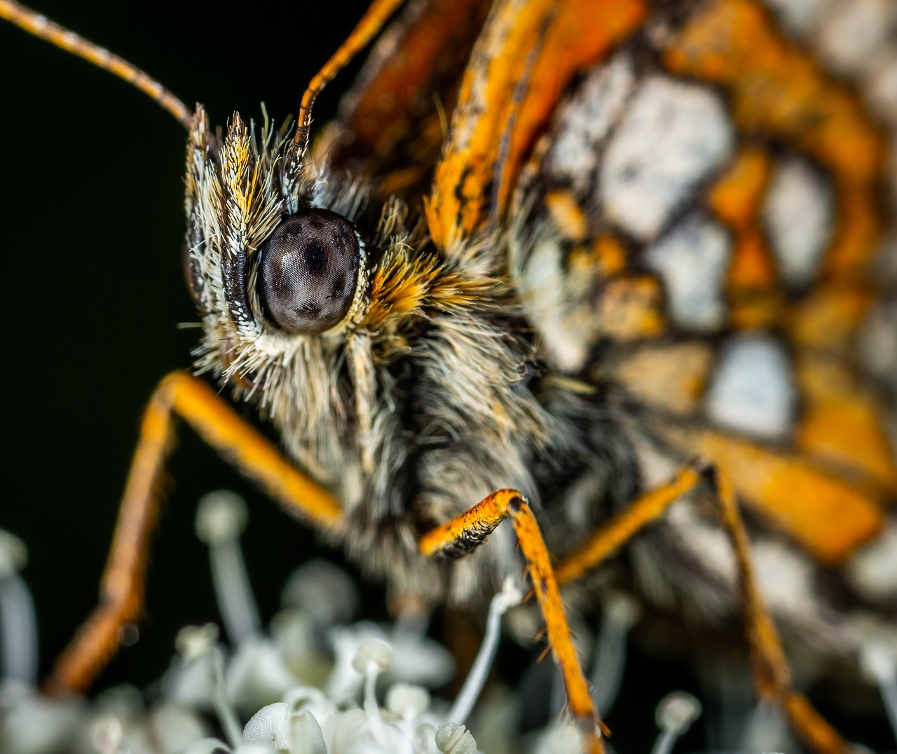 Makro,  Vabzdys,  Drugelis,  Lepidoptera,  Bespozvonochnoe,  Metalmark,  Gėlė,  Akis, Nemokamos Nuotraukos,  Nemokama Licenzija