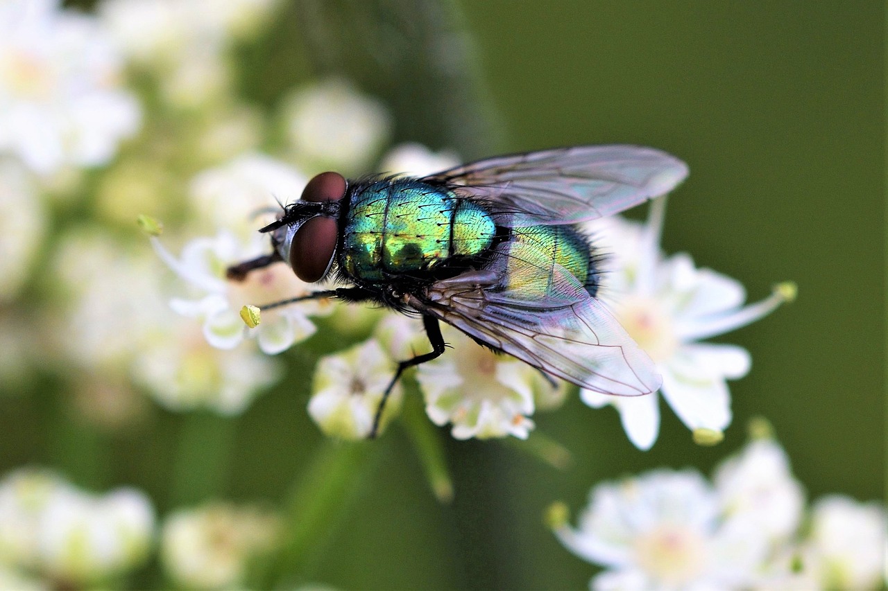 Makro,  Pobūdį,  Vabzdys,  Diptera,  Skristi,  Iš Arti,  Blizgantis,  Straubliukas,  Nektaro,  Pakelė