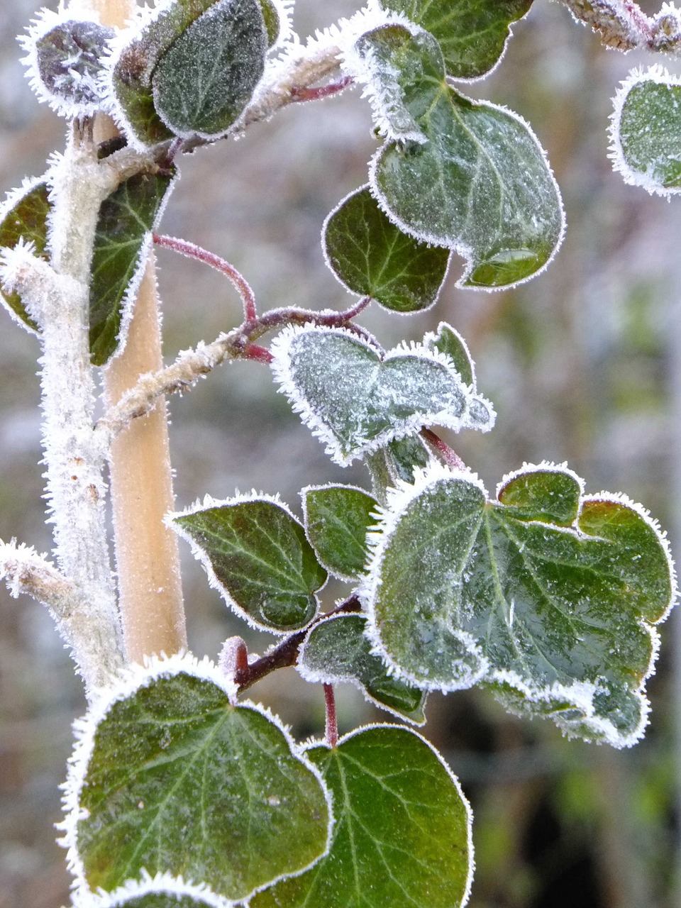 Makro, Šaltis, Ivy Žalias, Augalas, Natūralus, Žiema, Laipiojimo Augalas, Vedben, Creeper, Nemokamos Nuotraukos