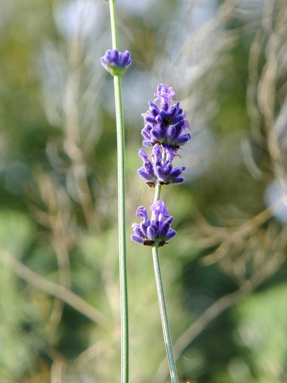 Makro, Levanda, Augalas, Natūralus, Violetinė, Nemokamos Nuotraukos,  Nemokama Licenzija