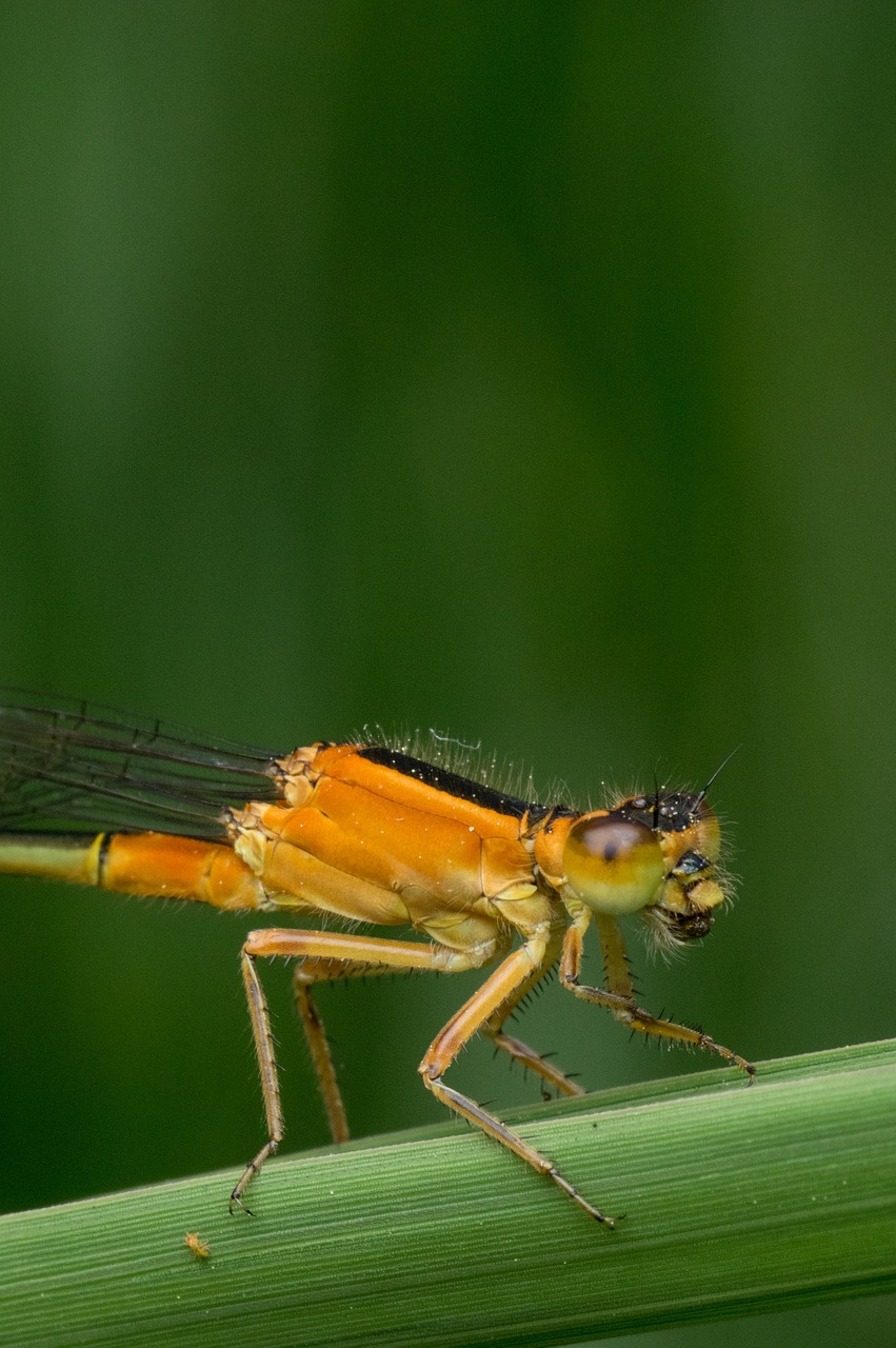 Makro, Damselfly, Gamta, Vabzdys, Gyvūnas, Laukinė Gamta, Žalias, Laukiniai, Klaida, Lapai