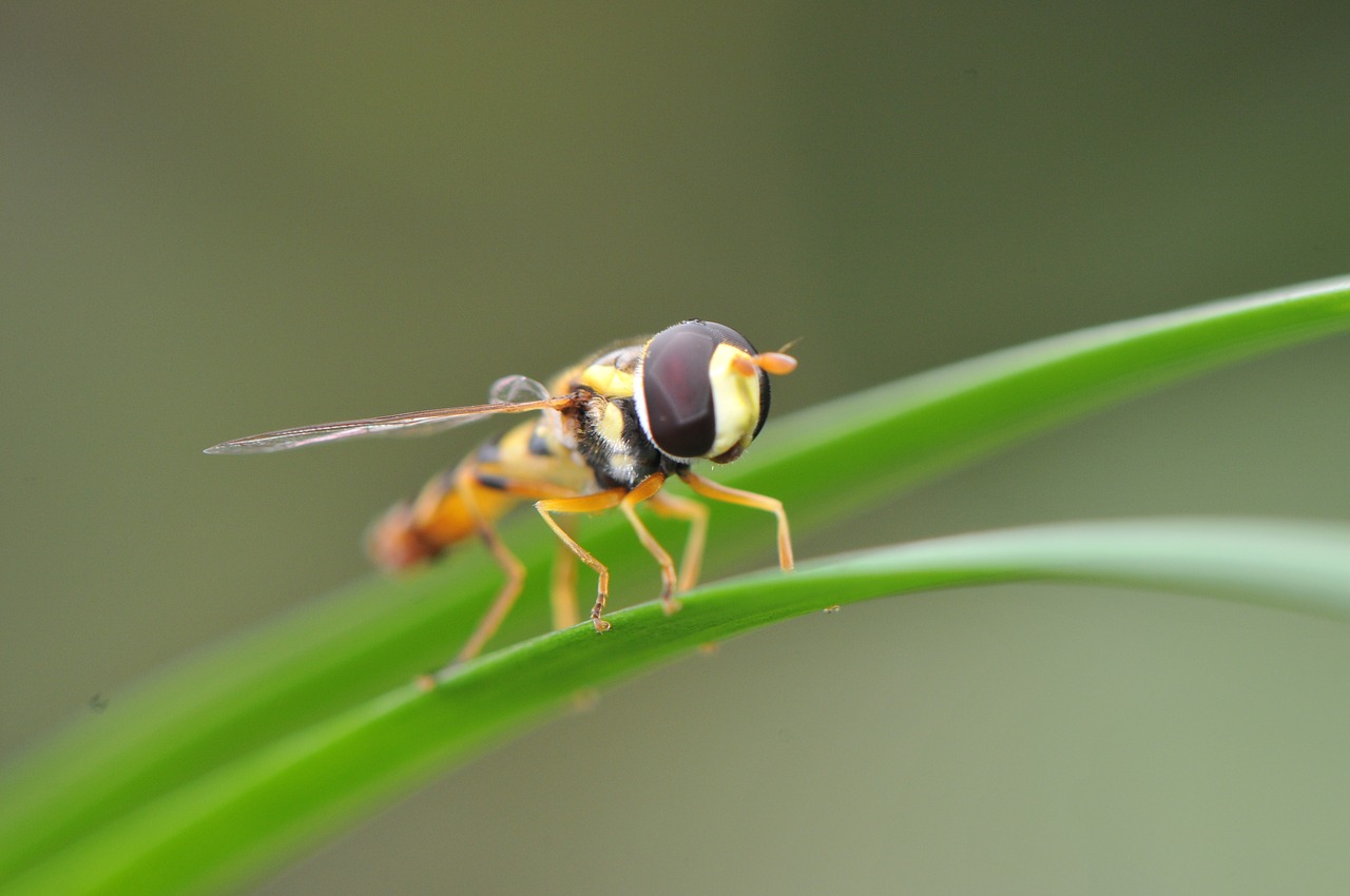 Makro,  Vabzdys,  Skristi,  Gamta,  Gyvūnas,  Vasara,  Modelis,  Fauna,  Spalvinga,  Sezonas