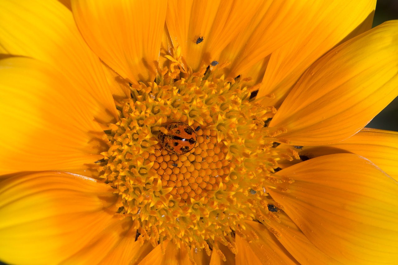 Makro, Daisy, Augalas, Gėlė, Pavasaris, Šviesus, Spalvinga, Berniukas, Geltona, Nemokamos Nuotraukos