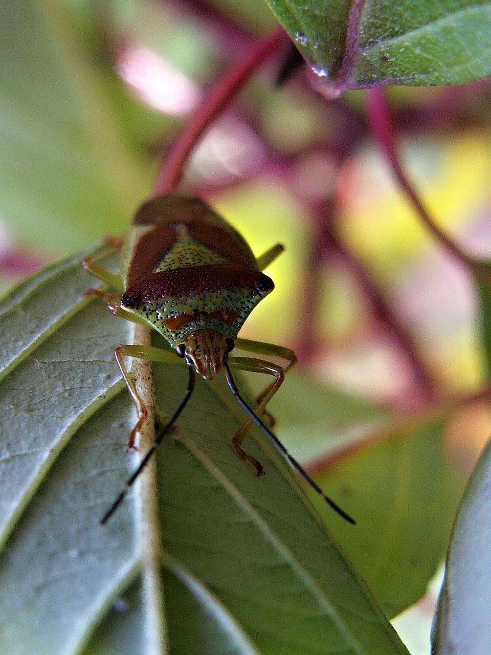 Makro, Vabzdys, Klaida, Krūmas, Heteroptera, Nemokamos Nuotraukos,  Nemokama Licenzija