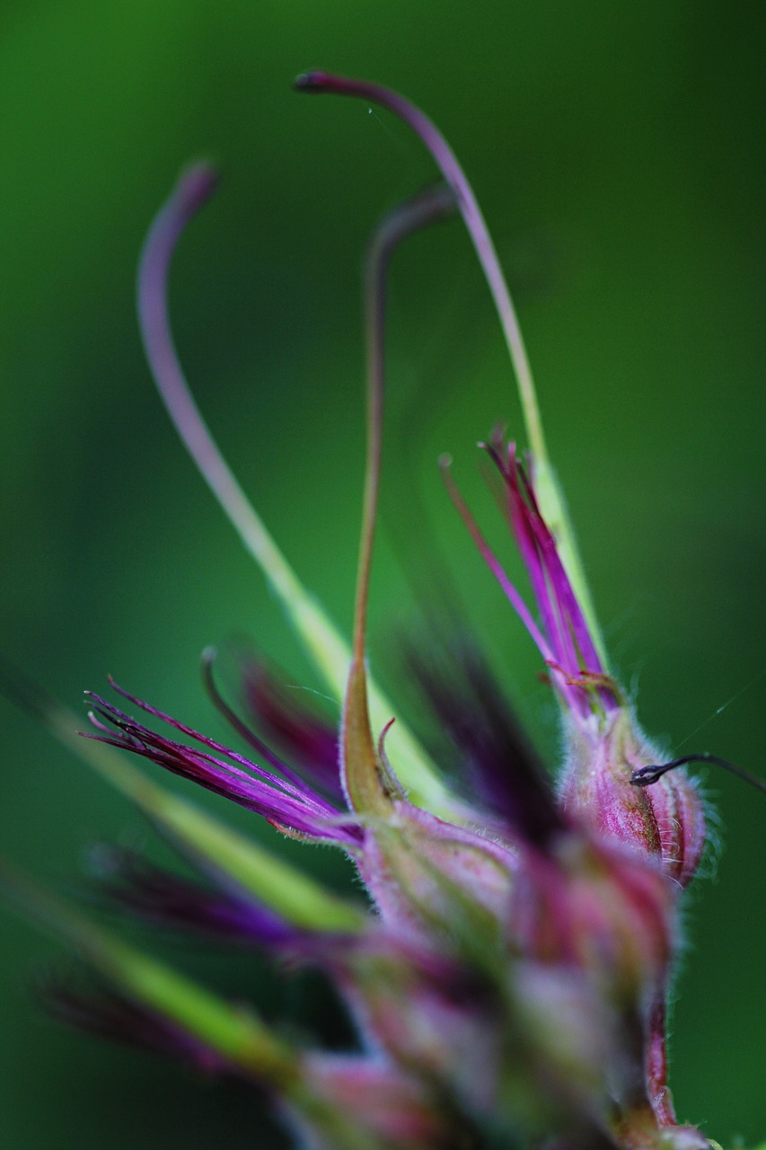 Makrofotografija, Gėlės, Budas, Žydi, Makro, Gamta, Pavasaris, Uždaryti, Žiedas, Gėlių