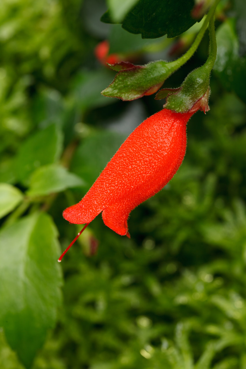 Fonas,  Gražus,  Žydėti,  Žiedas,  Šviesus,  Spalva,  Spalvinga,  Išsamiai,  Flora,  Gėlių