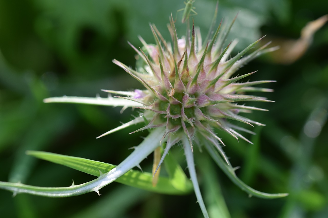 Makro Šaudymas, Žiedas, Žydėti, Ruduo, Uždaryti, Žalias, Nemokamos Nuotraukos,  Nemokama Licenzija