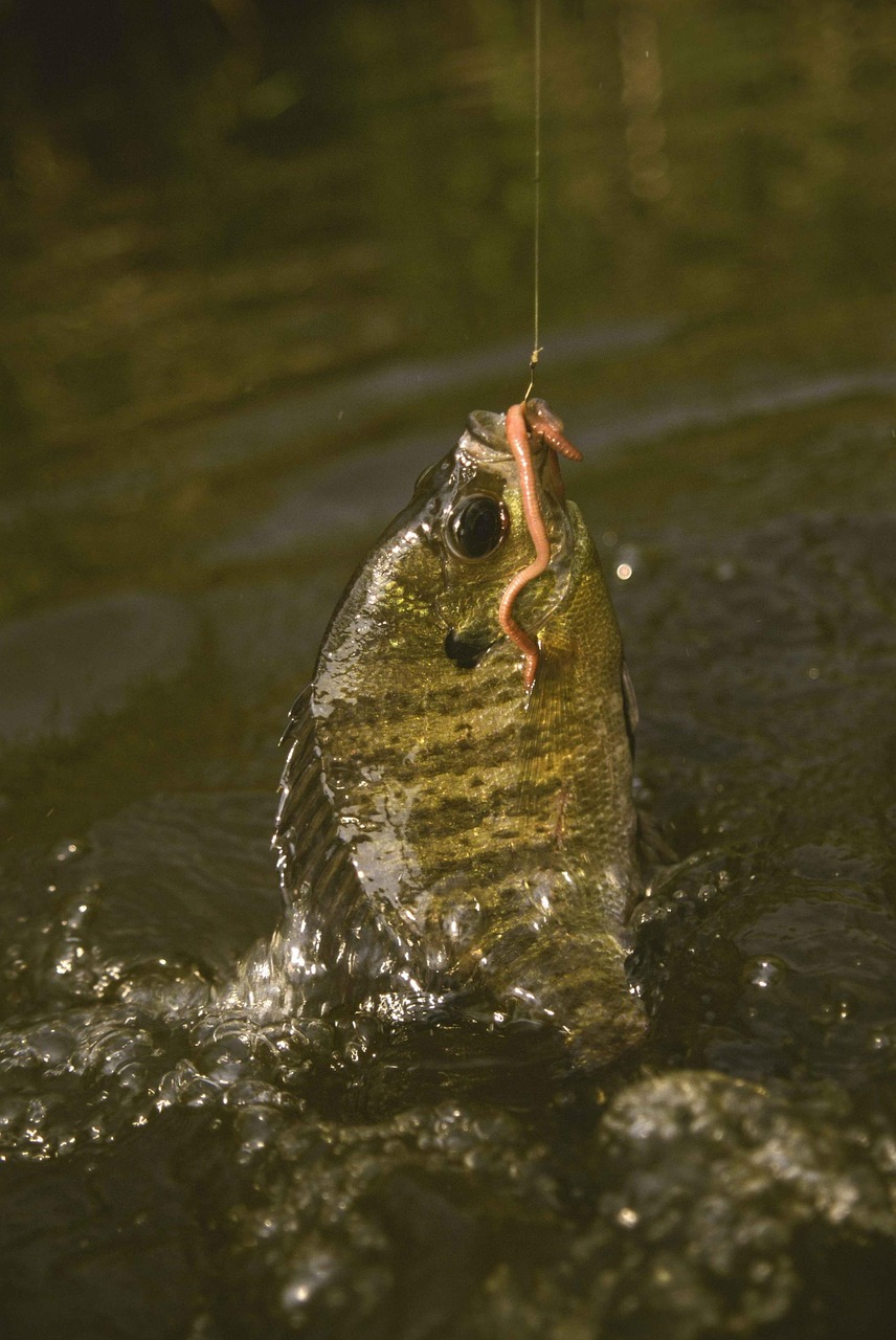 Macrochirus, Lepomis, Sliekas, An, Naudojant, Kablys, Sugauti, Žuvis, Mėlynė, Medžioklė