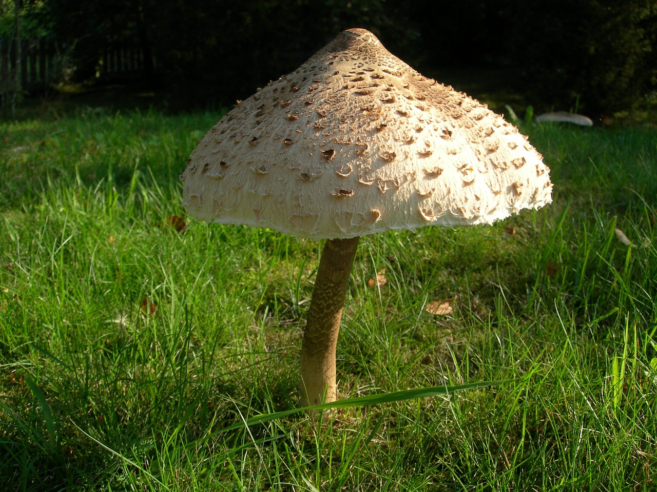 Macrolepiota Procera, Grybai, Agaric, Skrybėlę, Nemokamos Nuotraukos,  Nemokama Licenzija