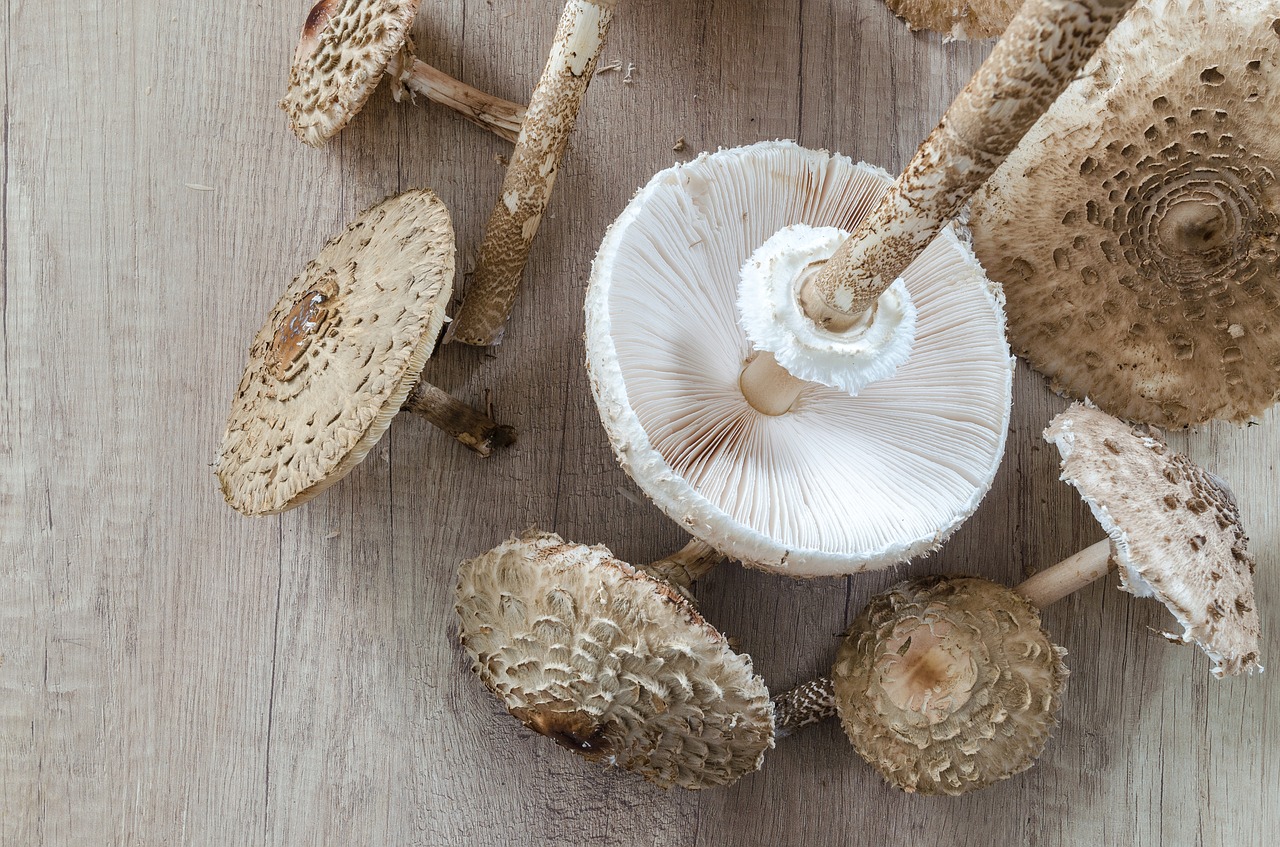 Macrolepiota Procera, Skėtis Nuo Saulės, Surinkti, Maistas, Ingredientas, Mediena, Vegetariškas, Mityba, Medinis, Grybai