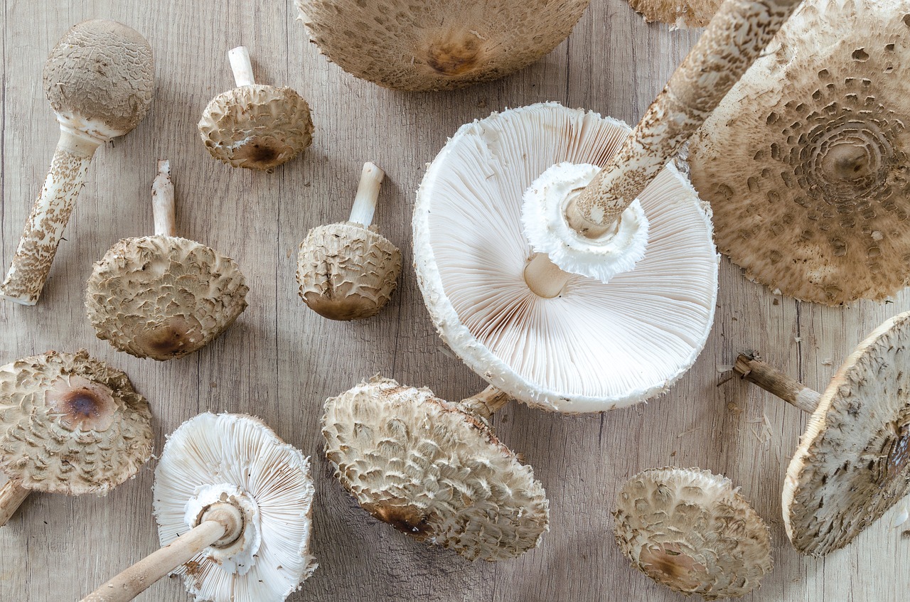 Macrolepiota Procera, Skėtis Nuo Saulės, Surinkti, Maistas, Ingredientas, Mediena, Vegetariškas, Mityba, Medinis, Grybai