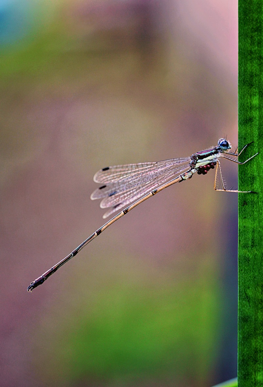 Makrofotografija, Damselfly, Klaida, Gamta, Fauna, Vabzdys, Makro, Laukiniai, Laukinė Gamta, Spalva