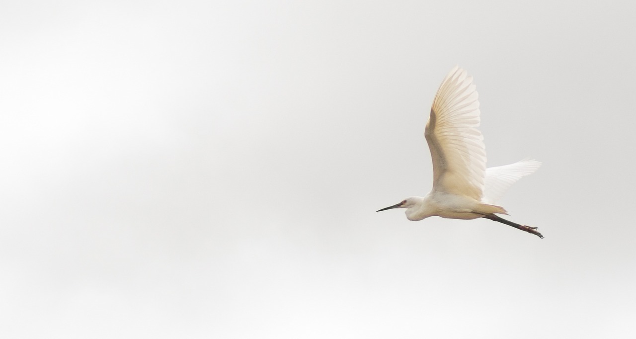 Madagaskaras, Didžioji Egret, Paukštis, Skristi, Gamta, Heronas, Gyvūnas, Laukinė Gamta, Fauna, Nemokamos Nuotraukos